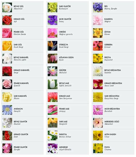çiçeklerin anlamları ve özellikleri